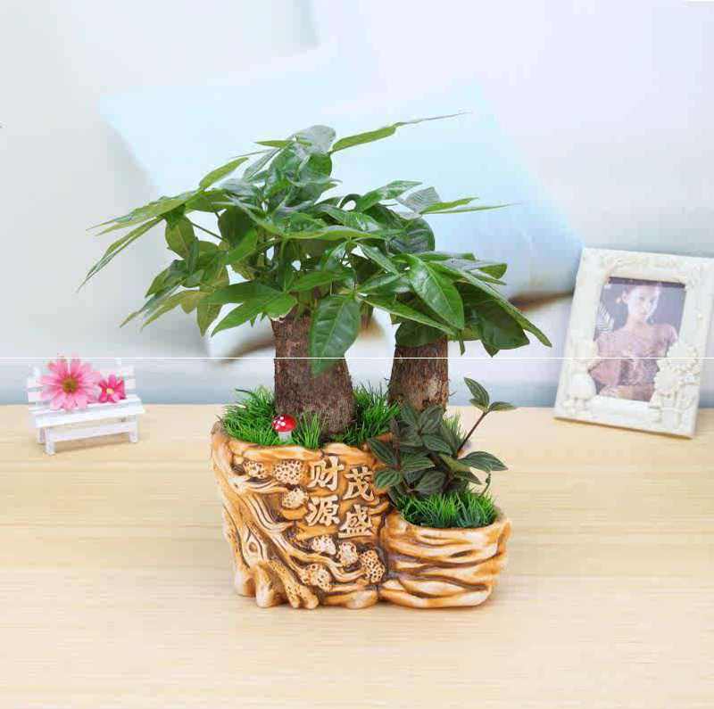 餐桌上摆放的绿植发财树盆栽植物吧台小草观赏书房办公室家居好养