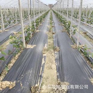 农用pp除草布盖草布无纺布 厂家黑色防草布 透水园林防草布