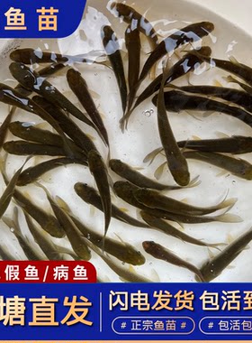 鱼塘直发只发真鱼加送10%防损