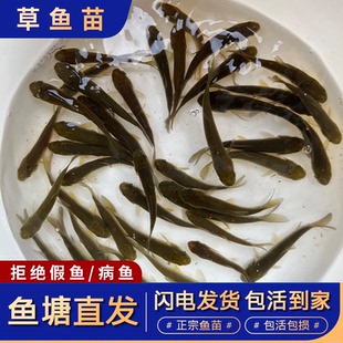 正宗草鱼鱼苗特大草鱼活鱼苗淡水养殖食用皖鱼苗小草鱼苗半斤一斤