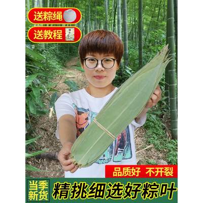 粽叶粽子叶新鲜免邮干箬竹叶大码家用包粽子特大号新货商用宽棕叶