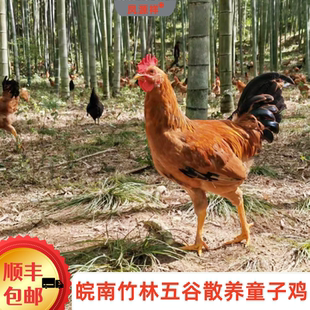 皖南竹林五谷喂养童子鸡散养小公鸡新鲜现杀走地鸡未打鸣草鸡