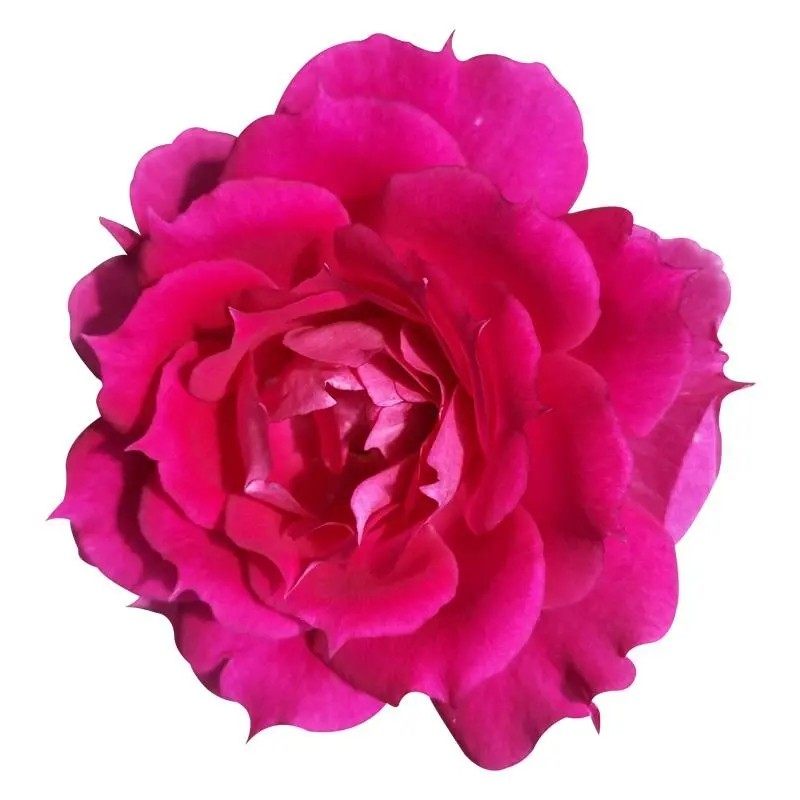 天方夜谭月季花苗盆栽特大花卉庭院阳台四季开花欧月月季灌木绿植