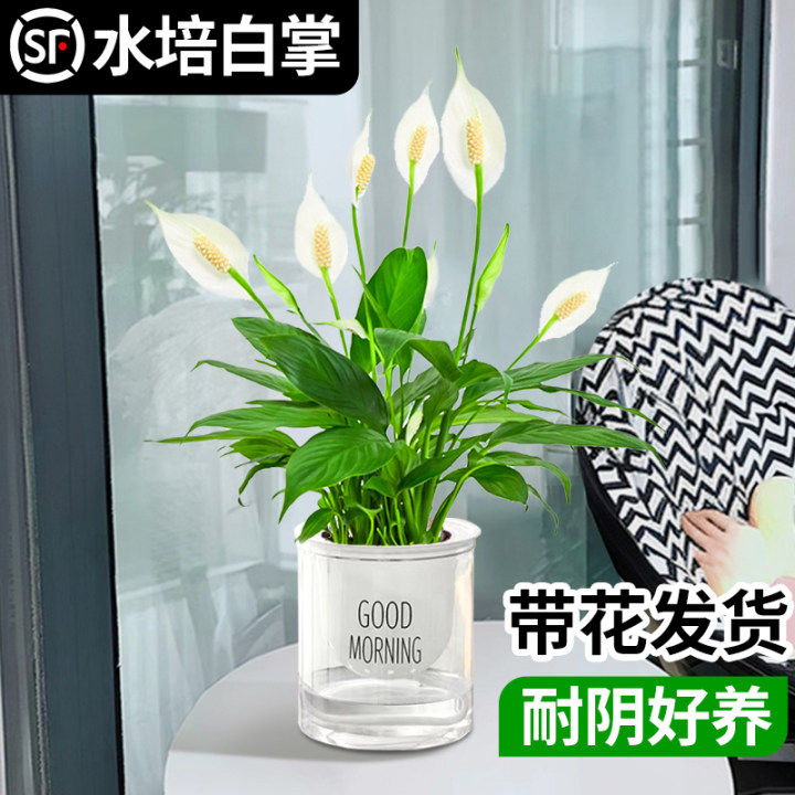 速发白掌水培植物带花花绿好室内植养盆栽一帆风顺苞卉大全红掌四