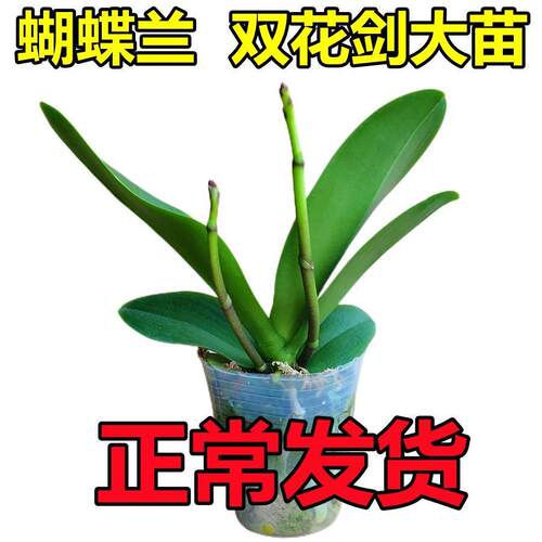 速发双花剑蝴蝶苞盆栽兰花大带苗花剑带花兰四季开花室内花好养易