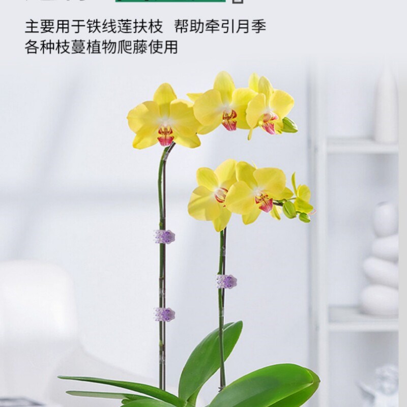 速发透明六爪蝴蝶兰夹子支架兰花专用蔓藤造型夹子园艺防倒伏固定