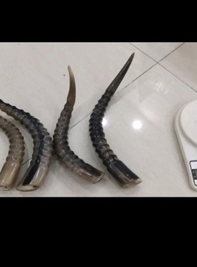 藏区回流老料野羊角整角摆件动物角尖文玩收藏把玩礼物男