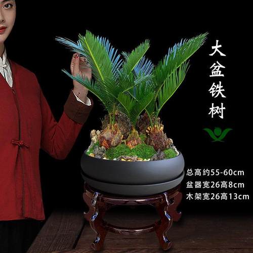 铁树盆栽大型植物室内好养办公绿植客厅桌面花卉盆景乔迁开业送礼