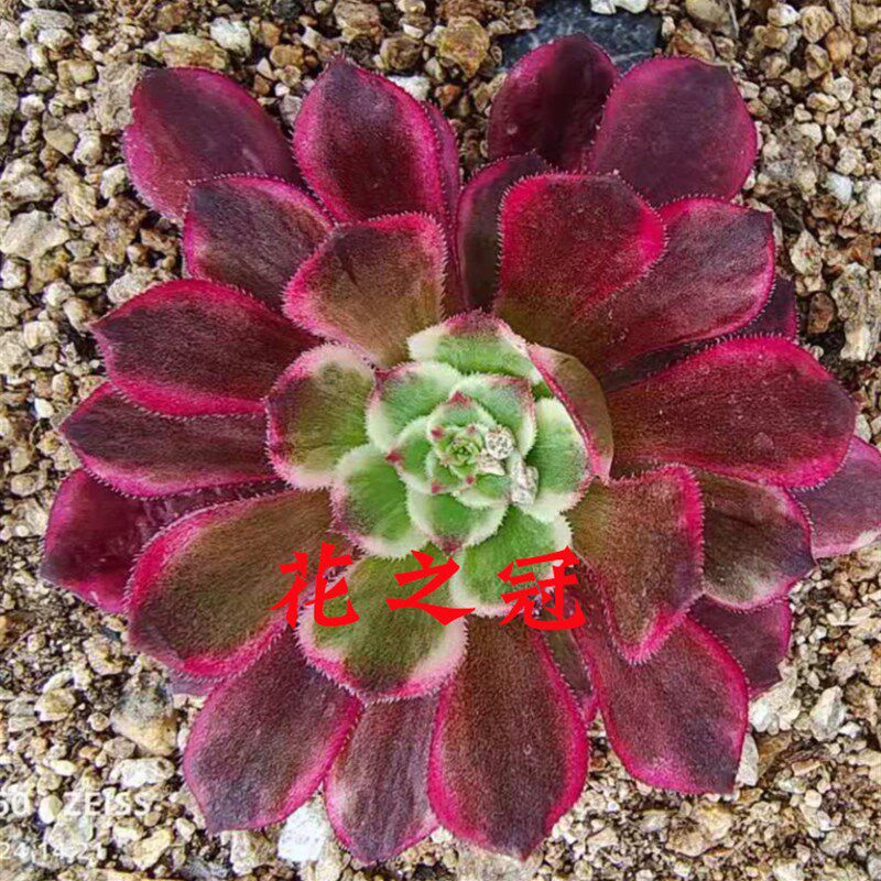 超墨法师水墨画变异多肉植物老桩红f颜一物一拍花卉盆栽粉黛萤火
