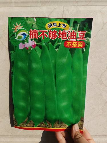 【摘不够地油豆角种子】秋可丰油豆角高产早熟40天不搭架豆角籽