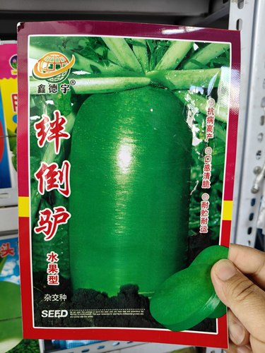 绊倒驴青萝卜种子高纯度