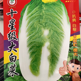 【十星级大白菜种子】东北大白菜种子白菜腌酸菜黄心菜