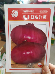 紫圆葱水果型葱头种子扁圆加厚