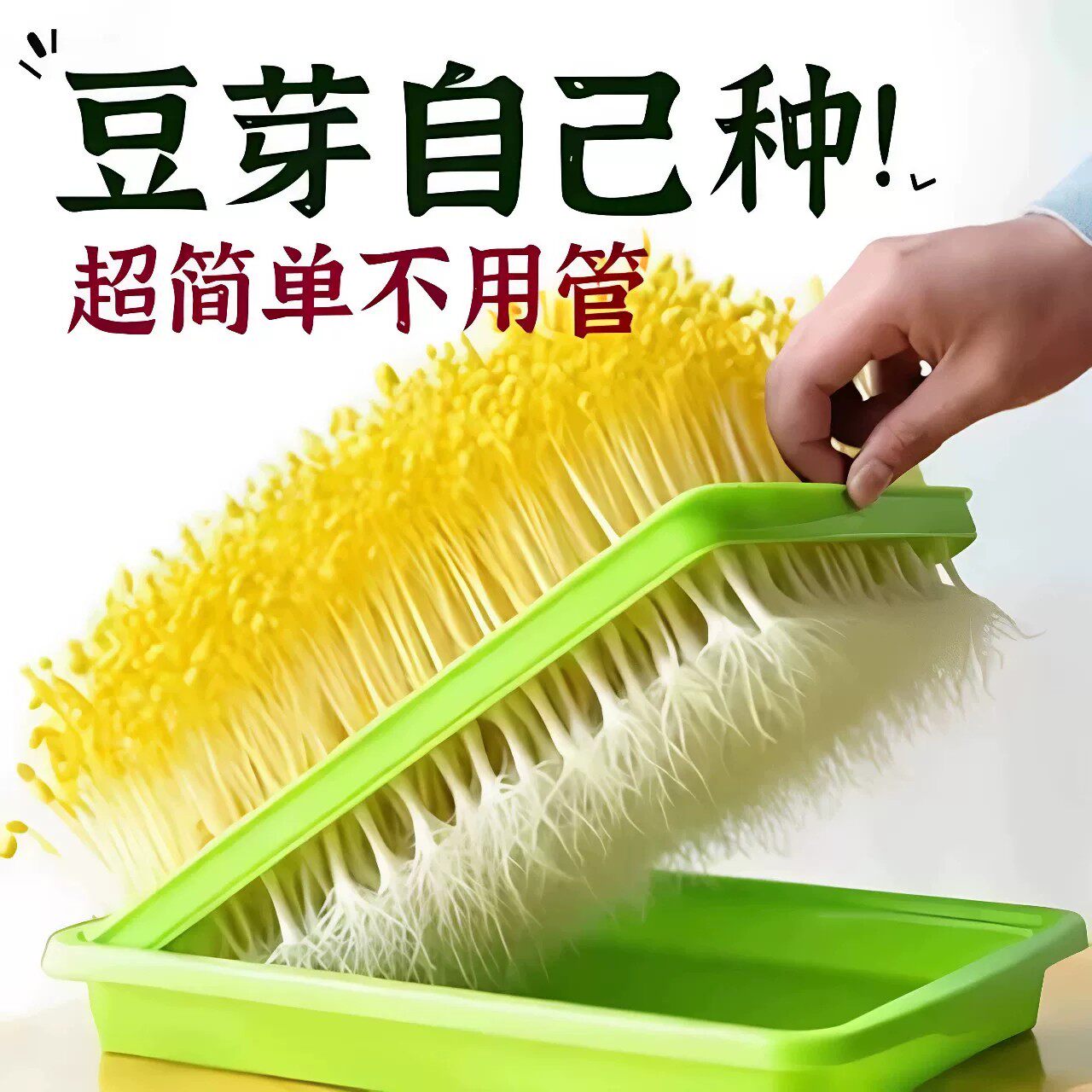 水培芽苗菜育苗盘无土栽培