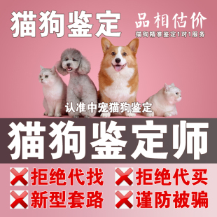 鉴定猫咪鉴定狗狗品相宠物猫咪鉴定猫鉴狗鉴定宠物狗狗咨询宠物猫