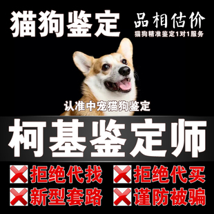 柯基宠物鉴定师咨询狗狗猫咪品种品相鉴定估价狗品种鉴定柯基鉴定