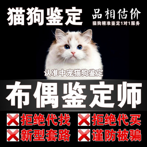 布偶宠物鉴定师咨询狗猫咪品种品相鉴定估价海双布偶蓝双鉴定估价