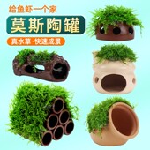 莫斯陶罐水草鱼缸造景真植物躲避罐虾屋小摆件繁殖躲避屋底部水质