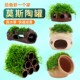 莫斯陶罐水草鱼缸造景真植物躲避罐虾屋小摆件繁殖躲避屋底部水质