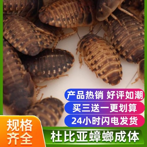 杜比亚蟑螂活体蜥蜴蜘蛛乌龟食物粮厂家直销绿色养殖干净高蛋白