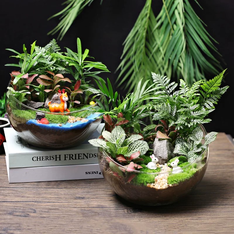植物种植材料包组合套装暖场鱼缸