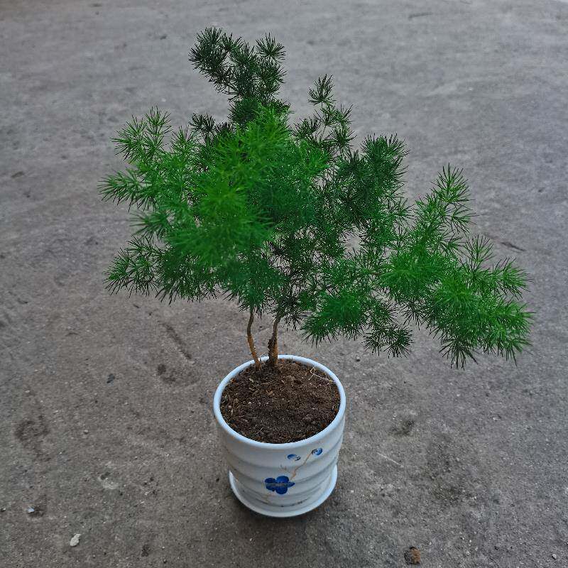 花媒人花卉盆栽松叶天门冬蓬莱松小盆景绣球松室内玄关植物松竹草