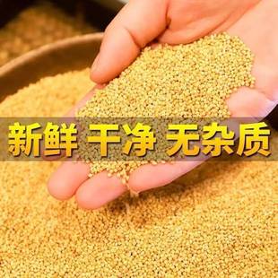 布施草籽米黄谷子带壳小米虎皮牡丹玄凤中小型鹦鹉文鸟粮鸟食通用