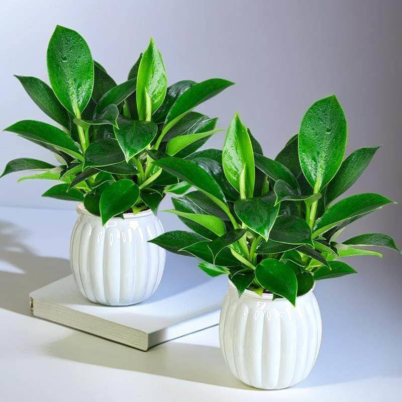 【买一送一】大叶金钻绿公主室内公桌面夏天美观盆栽配盆好养护,鲜花速递/花卉仿真/绿植园艺,绿植,淘宝优惠券,粉丝福利购,淘宝优惠卷