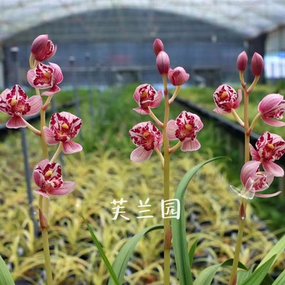 速发兰花苗凤舞九天带花苞发货盆栽浓香型名贵兰花室内好养绿植花