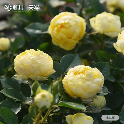 虹越超微月季金丝雀果汁阳台海神王微型阳台月季盆栽灌木大花浓香