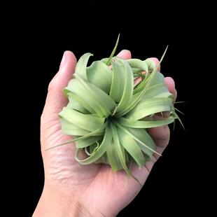 艾瑞克空气凤梨植物卷叶室内桌面空凤无土绿P植摆件净化空气草包