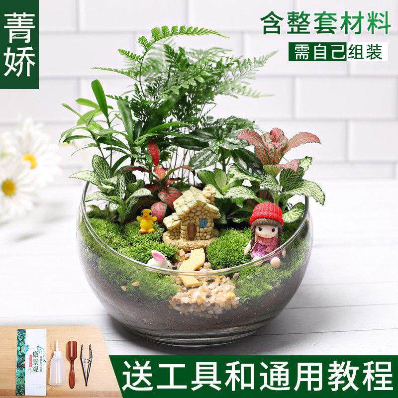 18切儿童种植小盆栽diy生态瓶植物苔藓微景观材料包鲜活创意套装,鲜花速递/花卉仿真/绿植园艺,造型盆景,淘宝优惠券,粉丝福利购,淘宝优惠卷