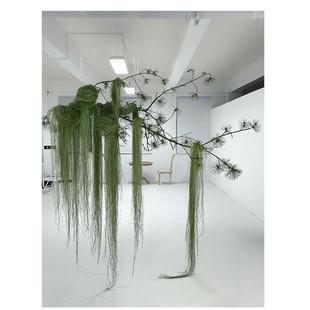 拉丝水蜡叶水烛叶丝干花香蒲叶风干花束垂挂大型造景真花装饰花材