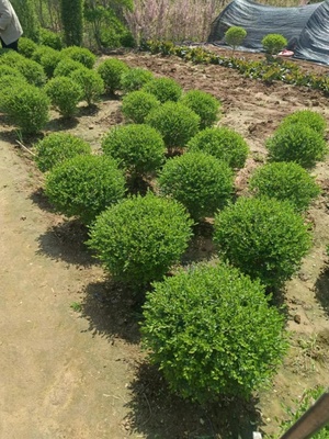 小叶女贞造型树球形苗庭院别墅亮晶篱笆围墙植物观叶四季常青苗木