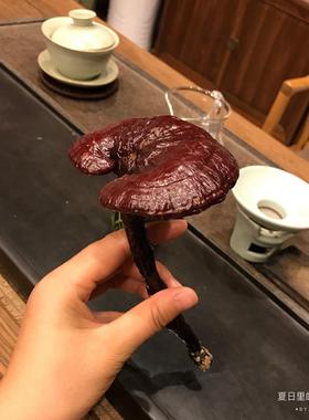 灵芝 整枝 装饰摆饰 清供 禅意 灵芝 紫灵芝 上供