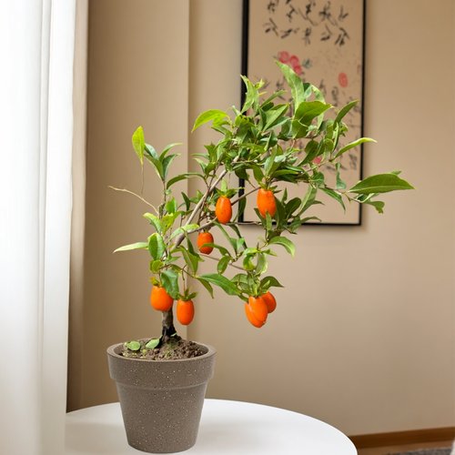 黄金弹子树苗盆景盆栽