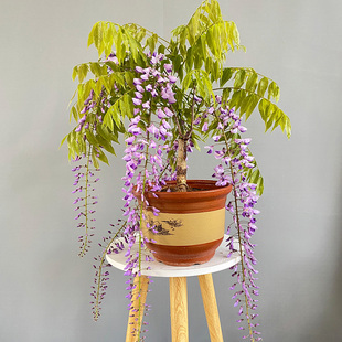 紫藤花树苗爬藤萝树苗丰花紫藤盆栽白藤爬架攀援藤本廊架紫藤盆景