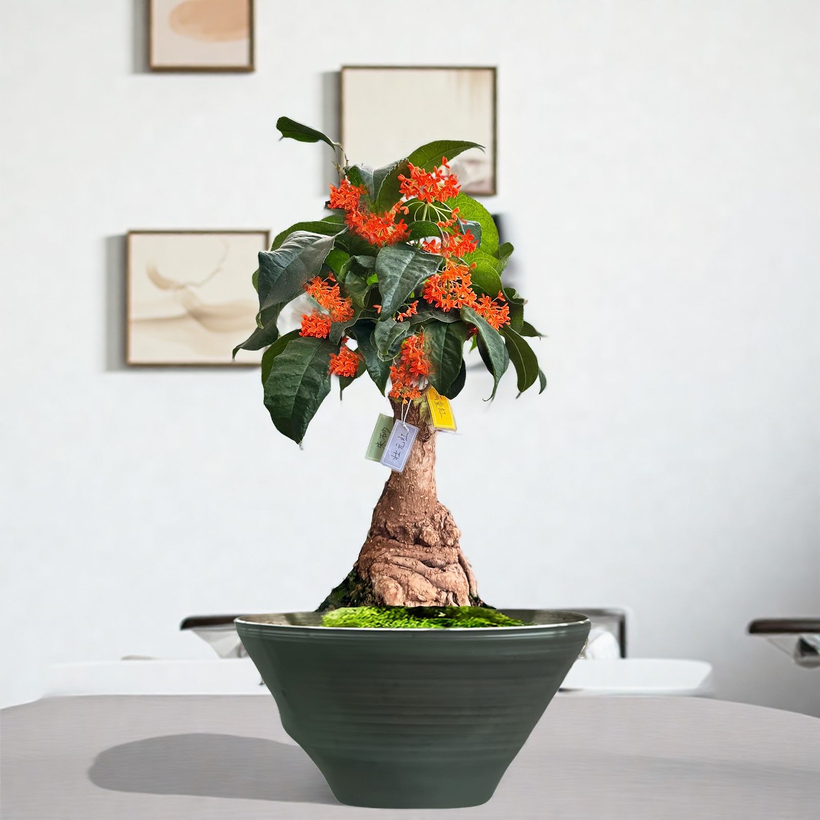 金桂桂花树苗盆栽盆景丹桂树苗四季桂花树嫁接老桩室内花卉阳台