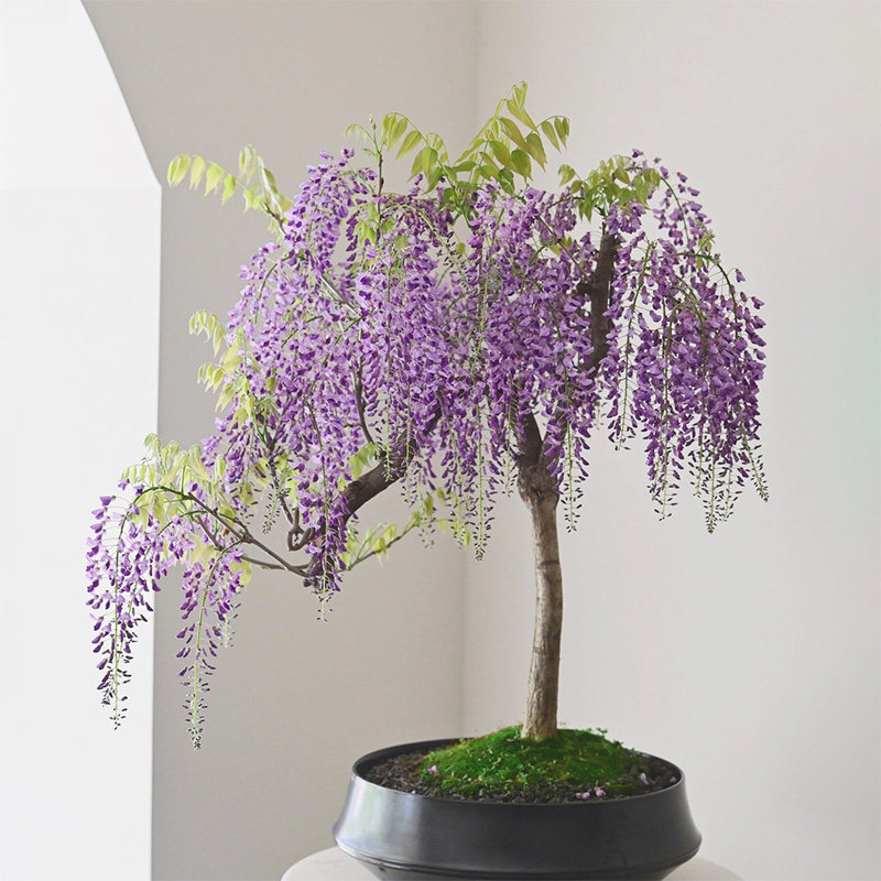 紫藤花大树苗爬藤植物攀爬花卉绿植盆栽室外装饰庭院阳台紫藤盆景图片