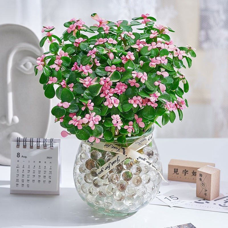 金枝玉叶盆栽老桩盆景水培多肉植物室内办公桌绿植花卉好养易活