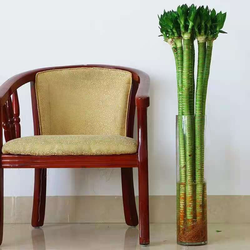 富贵竹龙竹带根水培观音竹发财竹竹家用客厅水养植物绿植