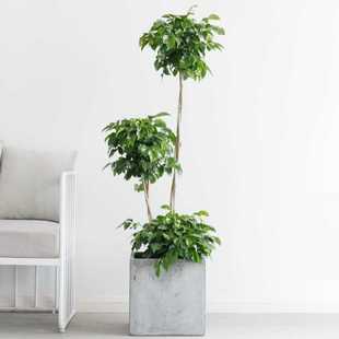 室内高大绿植幸福树客厅大盆栽客厅绿色植物摆客厅大棵办公室乔迁