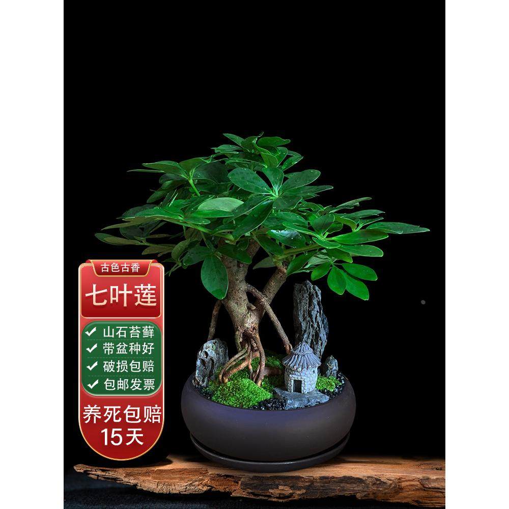 七叶莲盆栽办公室内招财客厅旺宅植物绿植好养桌面盆景八方来财树