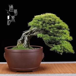 宜兴紫砂花盆家用办公金弹子发财树小紫檀圆口高档精品陶瓷盆景盆