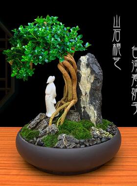 山石天然根艺高端盆景室内书房绿植提根造型盆栽植物送礼一物一拍