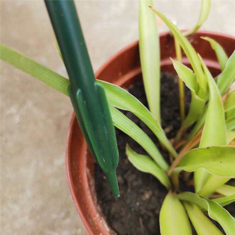 蝴蝶兰蟹爪兰绿萝花支架植物支架圈固定圈圈爬藤攀爬架子客厅花盆