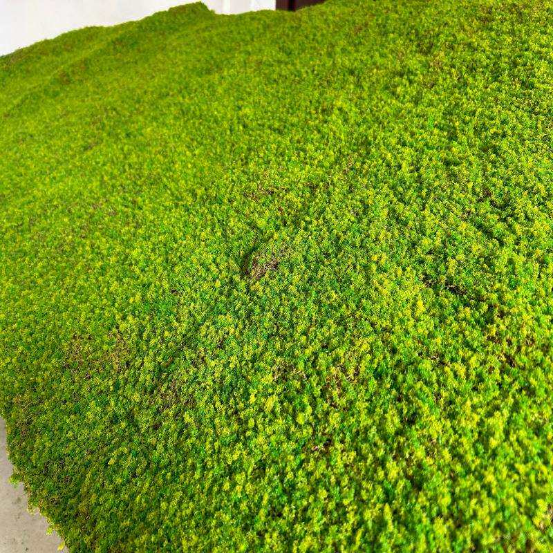 仿真苔藓植物地毯青苔草皮软装造景草坪花园庭院景观室内外铺面