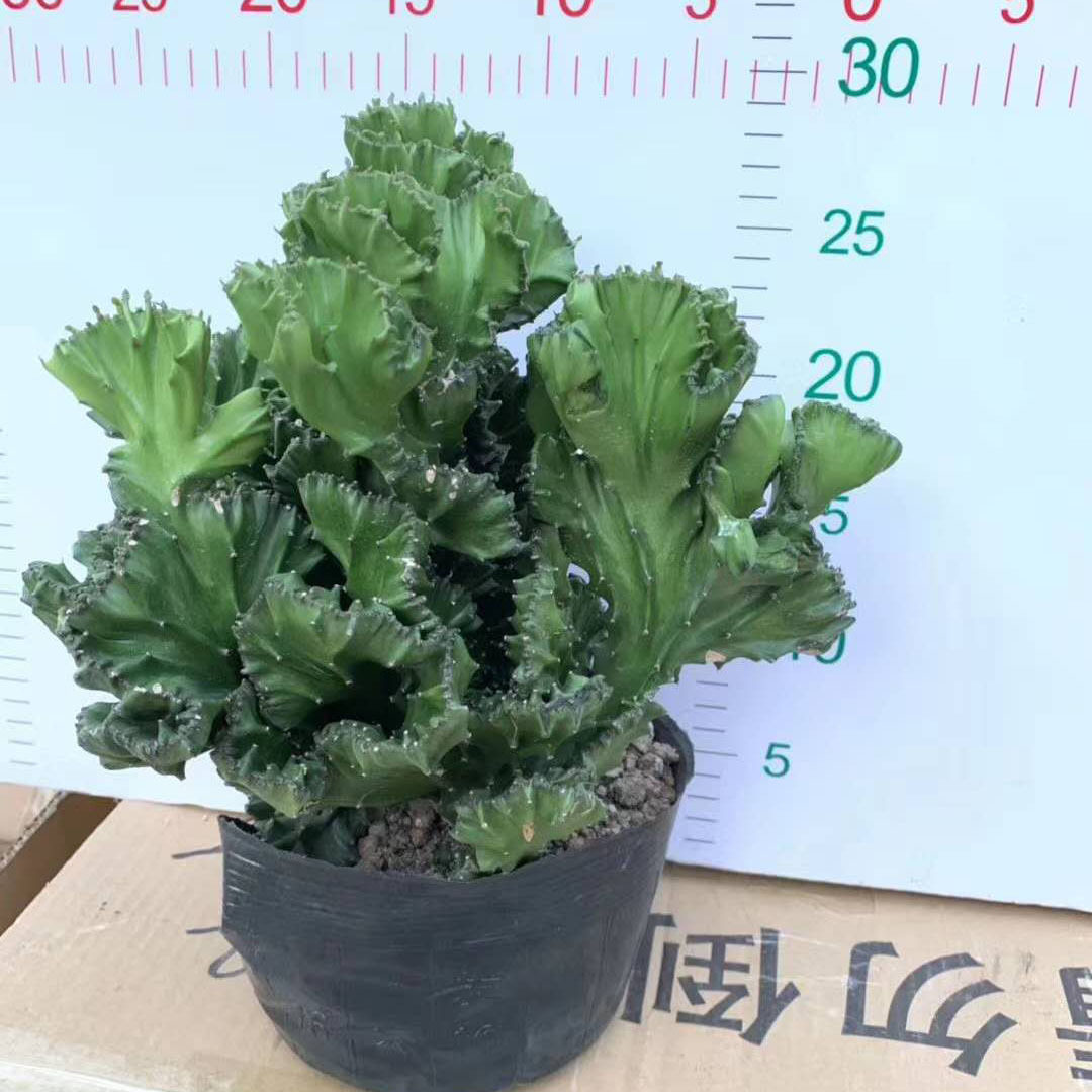 【基地直供】仙人球植物桌面小盆栽 居家绿植 麒麟