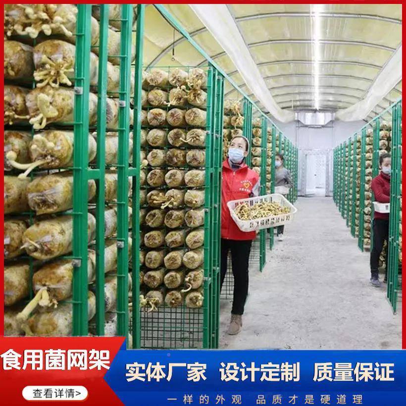 平菇种植架出菇金针菇用蘑菇架架网格香菇铁10008132架菌蘑菇网格