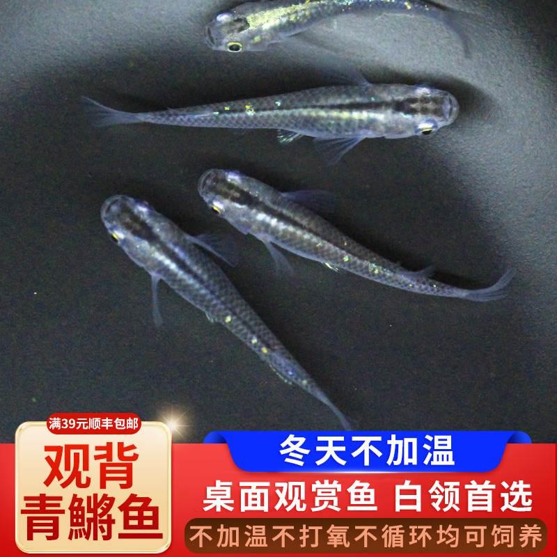 速发观背青鳉观赏鱼幼鱼冷水淡水牡丹古法养殖原生白云好养鳉鱼